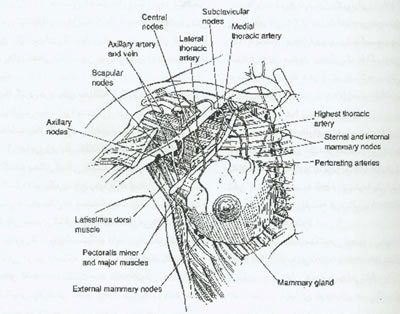پستان وبيماريها و روشهاي درمان آن